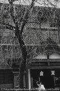 作品画像