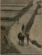 作品画像