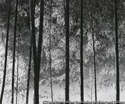 作品画像