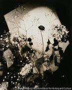 作品画像