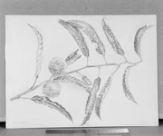 作品画像