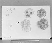 作品画像