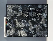 作品画像