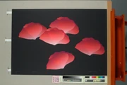 作品画像