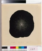 作品画像