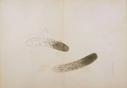 作品画像