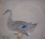 作品画像