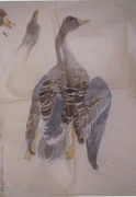 作品画像