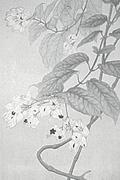 作品画像
