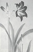 作品画像