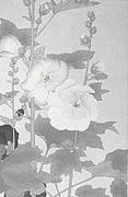 作品画像