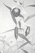 作品画像