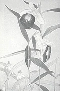 作品画像