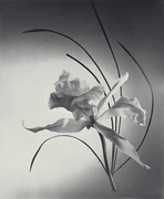 作品画像