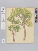 作品画像