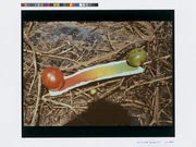 作品画像