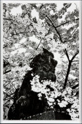 MORIYAMA, Daido, Osaka | Art Platform Japan (APJ)