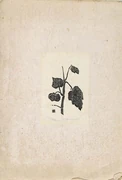 作品画像