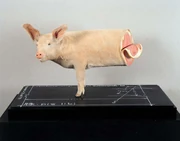 作品画像