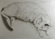 作品画像