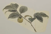 作品画像