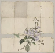 作品画像